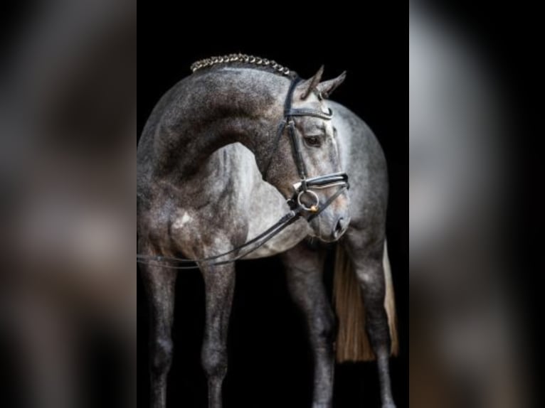 Hanoverian Stallion Gray in Celle
