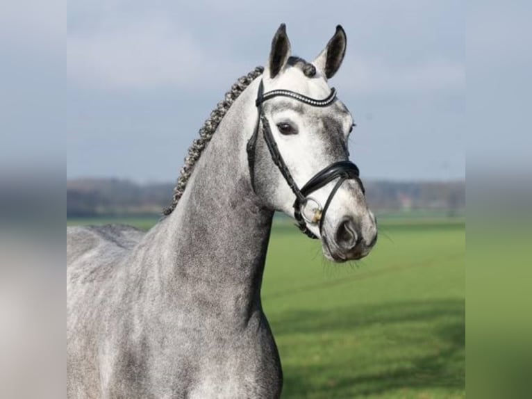 Hanoverian Stallion Gray in Löningen