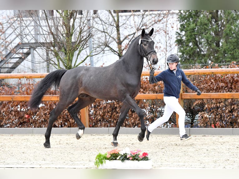 Hanoverian Stallion Grey in Ankum