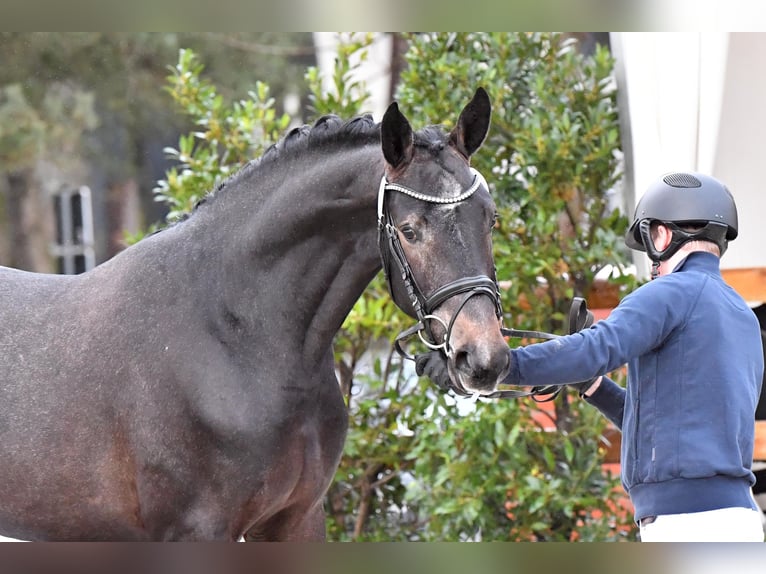 Hanoverian Stallion Grey in Ankum