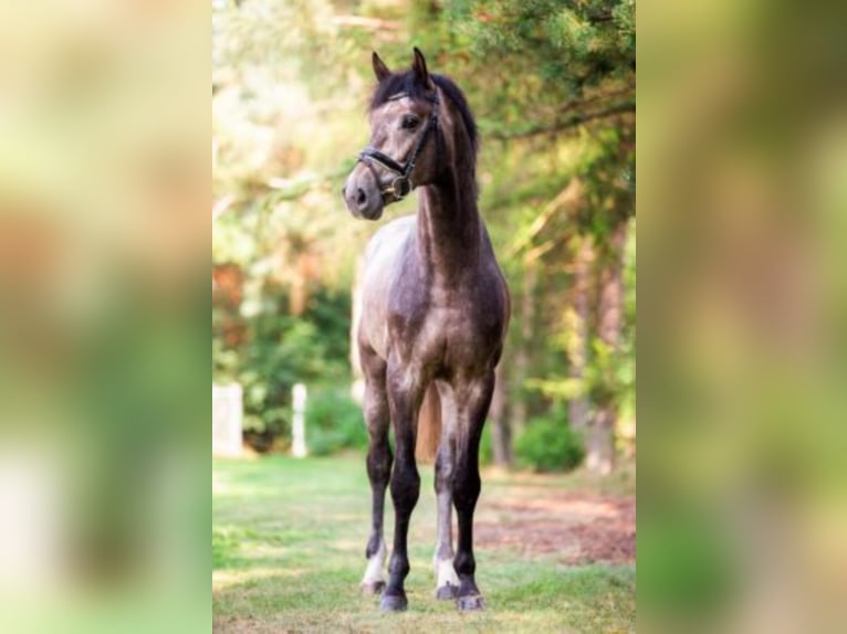 Hanoverian Stallion Grey in Celle