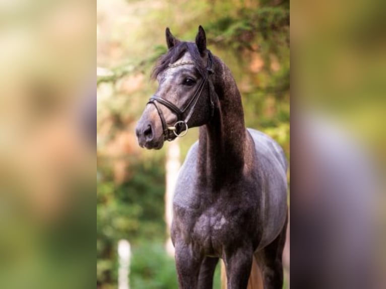 Hanoverian Stallion Grey in Celle