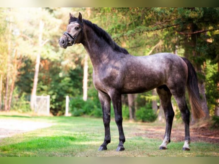 Hanoverian Stallion Grey in Celle