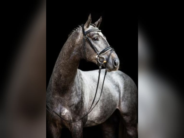 Hanoverian Stallion Grey in Celle