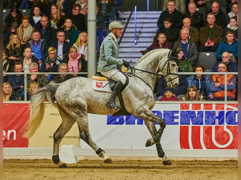 Hanoverian Stallion Grey in Celle