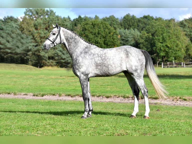 Hanoverian Stallion Grey in Celle