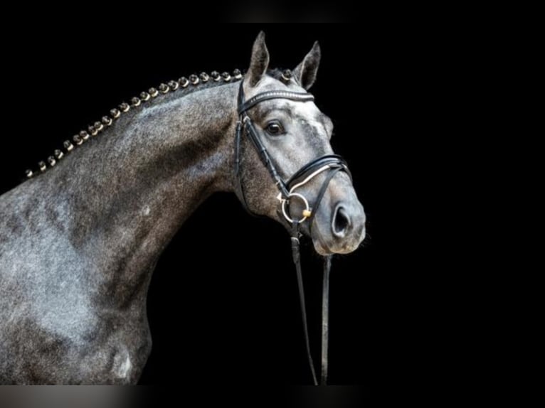 Hanoverian Stallion Grey in Celle