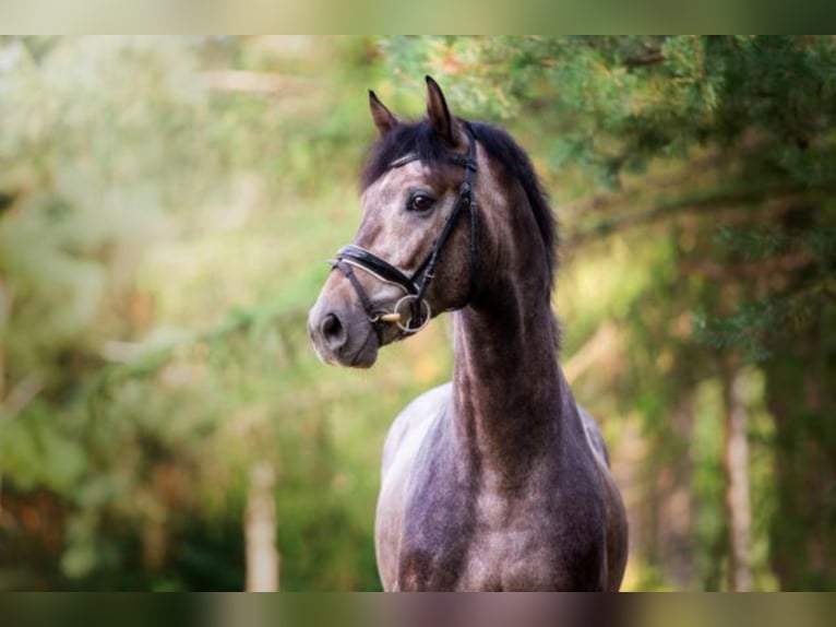 Hanoverian Stallion Grey in Celle
