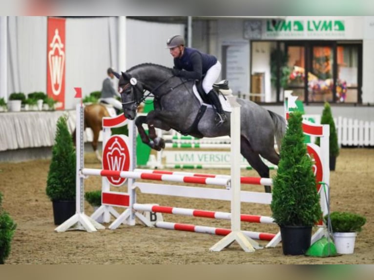 Hanoverian Stallion Grey in Celle