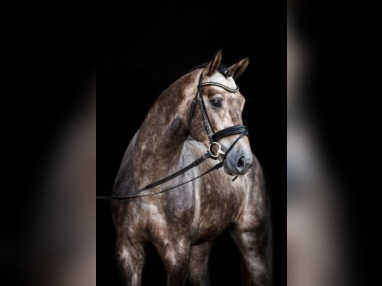 Hanoverian Stallion Grey in Celle