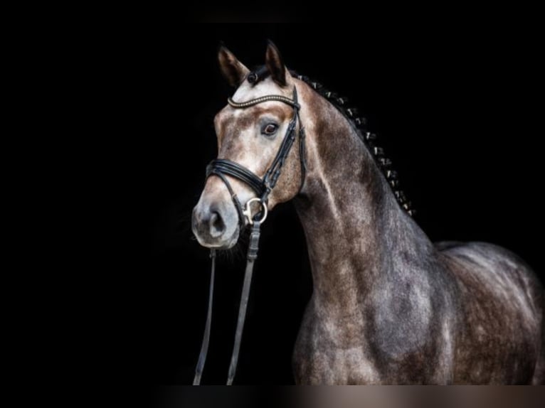 Hanoverian Stallion Grey in Celle