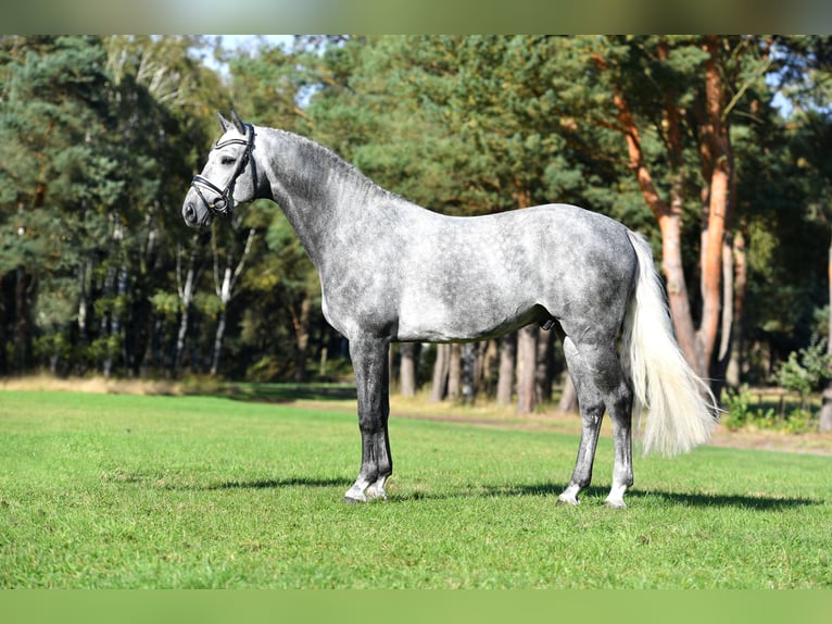 Hanoverian Stallion Grey in Celle