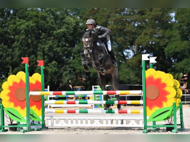 Hanoverian Stallion Grey in Celle