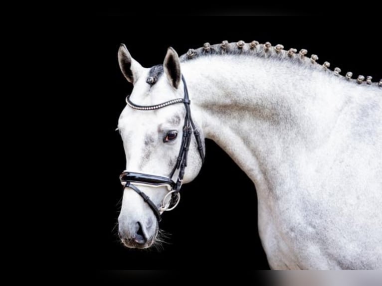 Hanoverian Stallion Grey in Celle