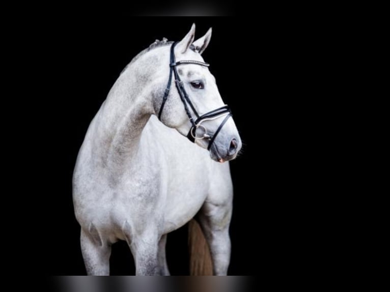 Hanoverian Stallion Grey in Celle