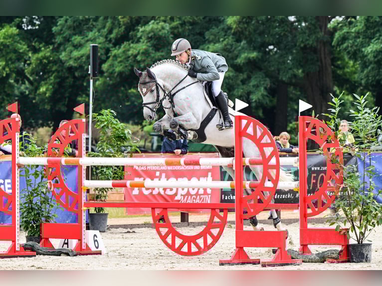 Hanoverian Stallion Grey in Celle