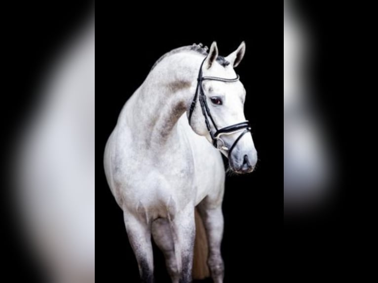 Hanoverian Stallion Grey in Celle