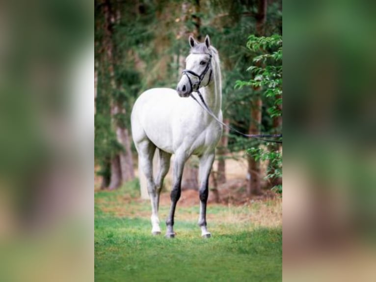 Hanoverian Stallion Grey in Celle
