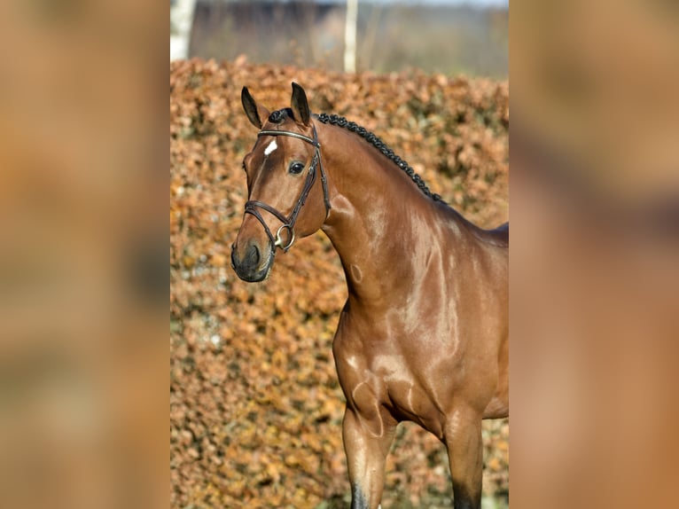 Hanoverian Stallion in H&#xF6;rstel