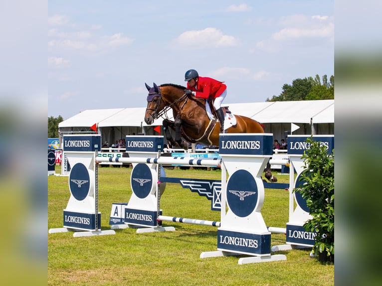 Hanoverian Stallion in Klein Offenseth-Sparrieshoop