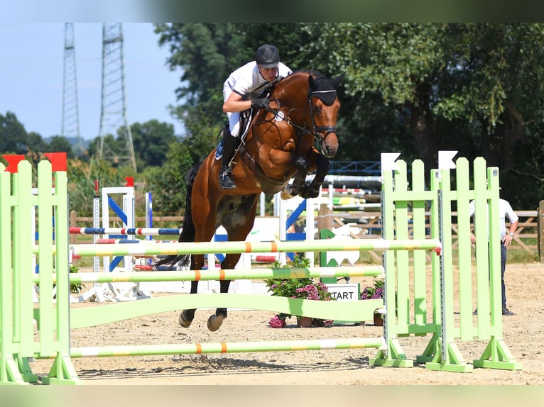 Hanoverian Stallion in Riedstadt