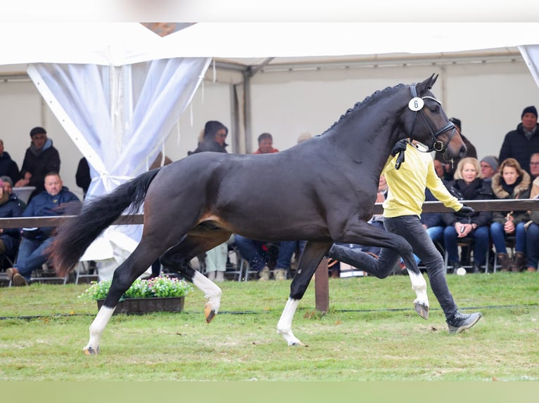 Hanoverian Stallion in Riedstadt