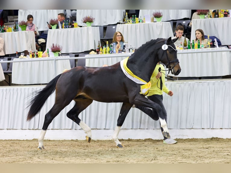 Hanoverian Stallion in Riedstadt
