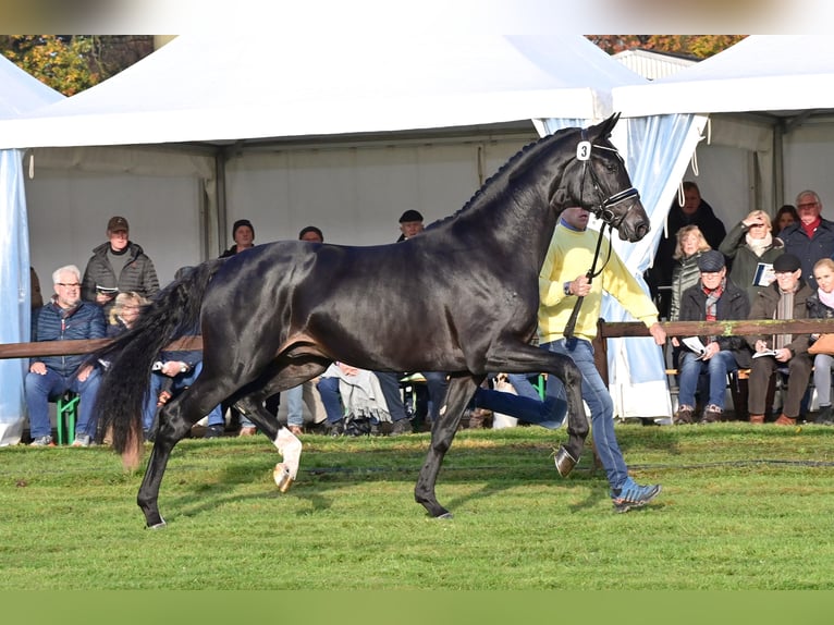 Hanoverian Stallion Smoky-Black in Celle