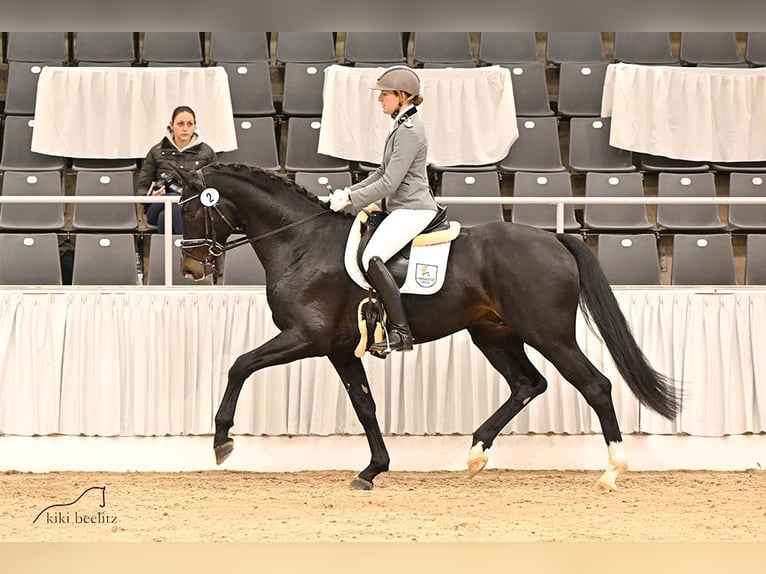 Hanoverian Stallion Smoky-Black in Celle