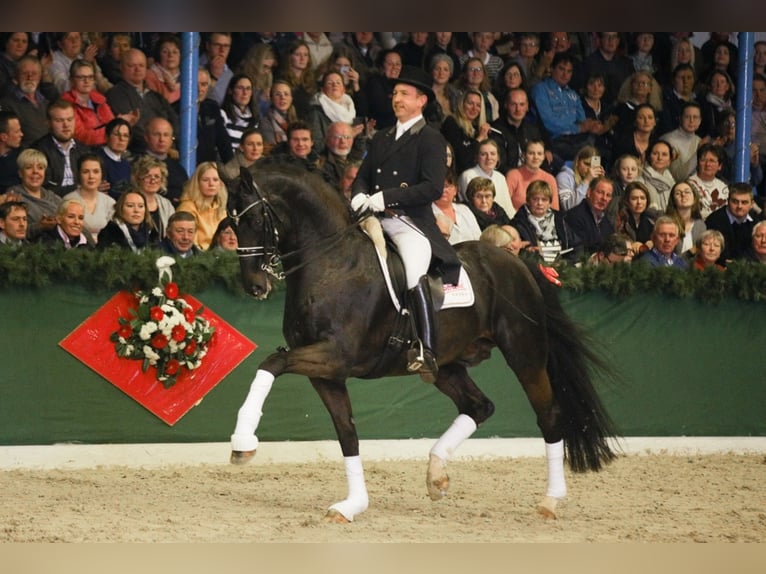 Hanoverian Stallion Smoky-Black in Löningen