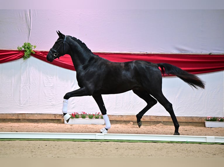 Hanoverian Stallion Smoky-Black in Riedstadt