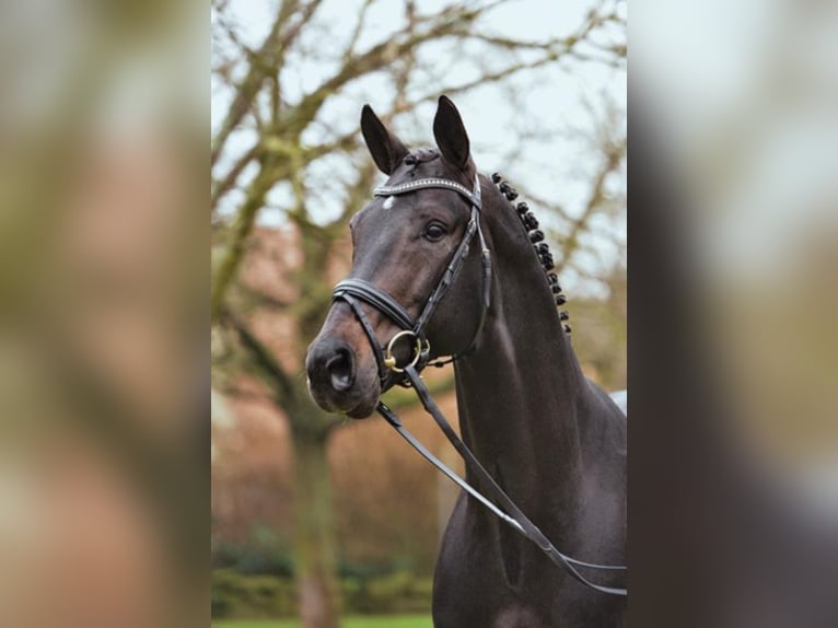 Hanoverian Stallion Smoky-Black in Umpfenbach