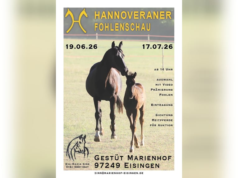 Hanoverian Unknown Foal (01/2026)  in Eisingen