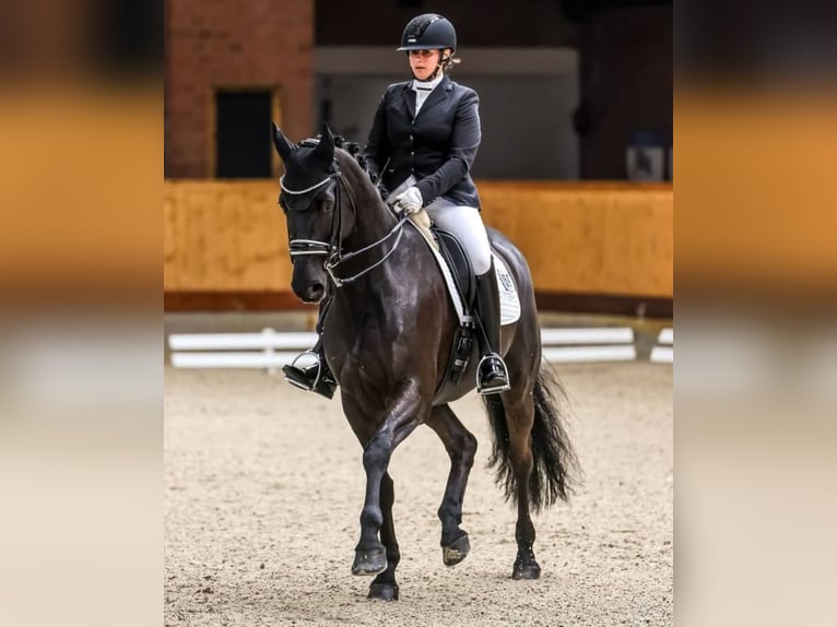 Hanovrien Étalon 10 Ans 171 cm Noir in Frankfurt am Main