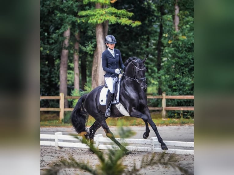 Hanovrien Étalon 10 Ans 171 cm Noir in K&#xF6;ln