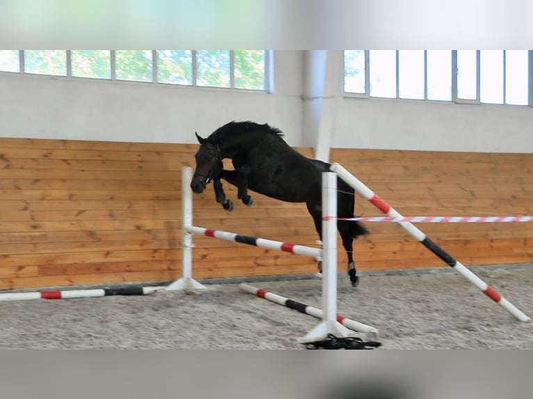 Hanovrien Étalon 10 Ans Noir in Paderborn