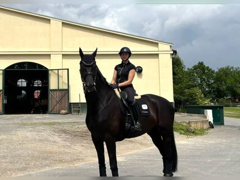 Hanovrien Étalon 10 Ans Noir in Paderborn