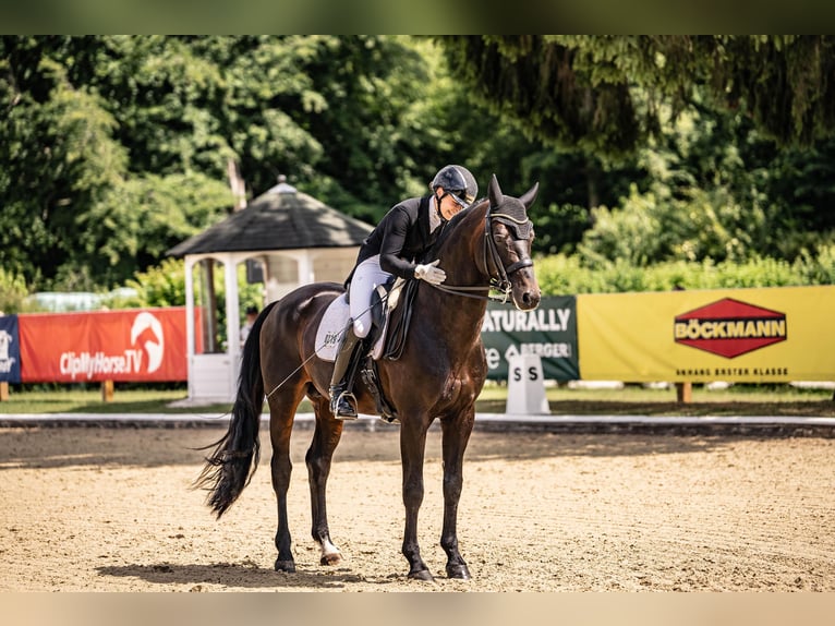 Hanovrien Étalon 11 Ans 170 cm Bai brun foncé in Bad Zwischenahn