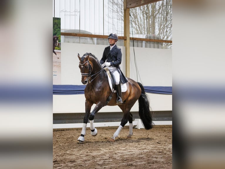 Hanovrien Étalon 14 Ans 170 cm Bai in Herbstein