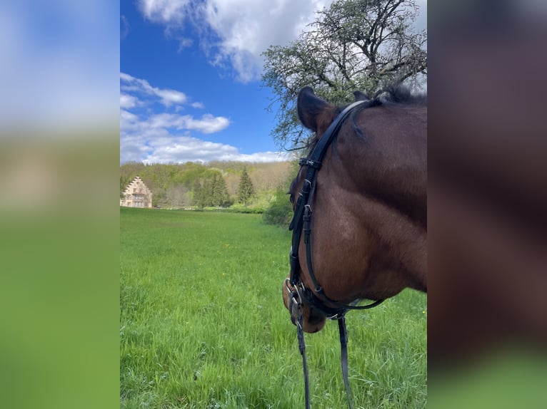 Hanovrien Étalon 17 Ans 162 cm Bai in Elztal