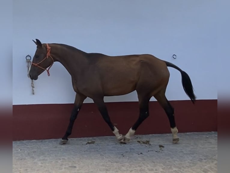 Hanovrien Étalon 1 Année 135 cm Bai in Villanueva del Ariscal