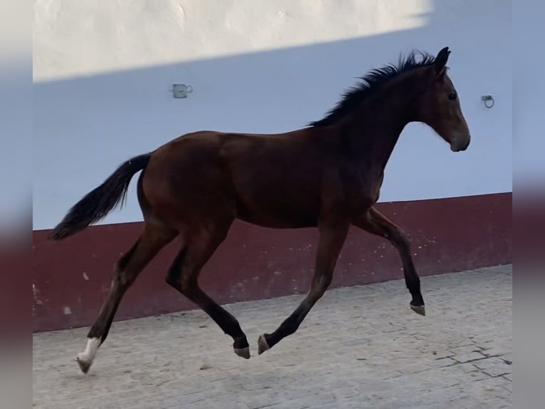 Hanovrien Étalon 1 Année 135 cm Bai in Villanueva del Ariscal