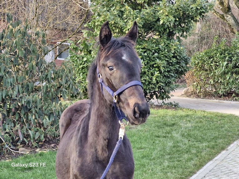 Hanovrien Étalon 1 Année 143 cm Bai brun in Ostercappeln