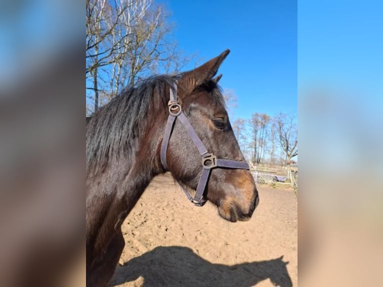 Hanovrien Étalon 1 Année 160 cm Bai brun foncé in Woosmer