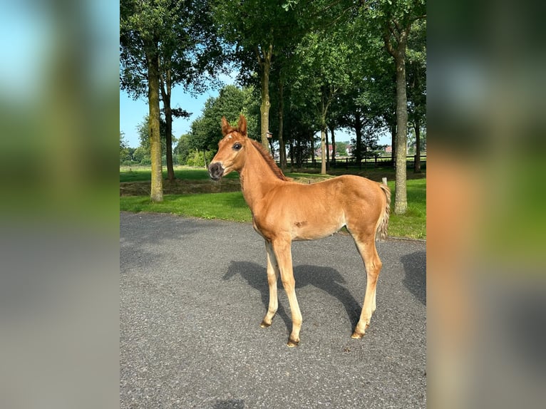 Hanovrien Étalon 1 Année 168 cm Alezan brûlé in Moers