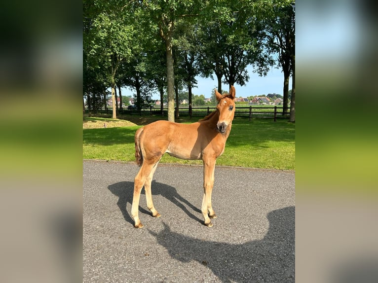 Hanovrien Étalon 1 Année 168 cm Alezan brûlé in Moers