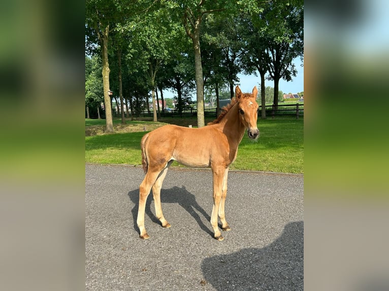 Hanovrien Étalon 1 Année 168 cm Alezan brûlé in Moers