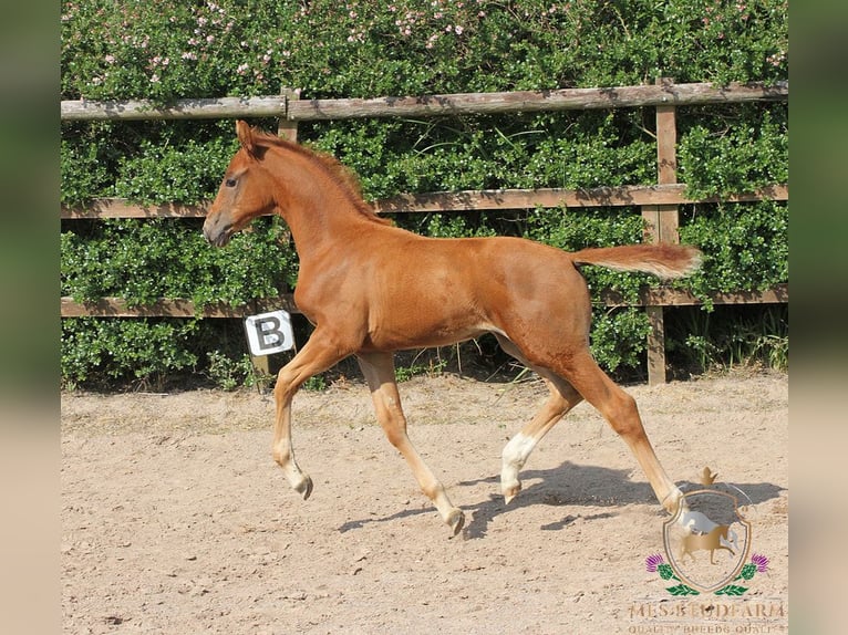 Hanovrien Étalon 1 Année 168 cm Alezan brûlé in Aberdeenshire