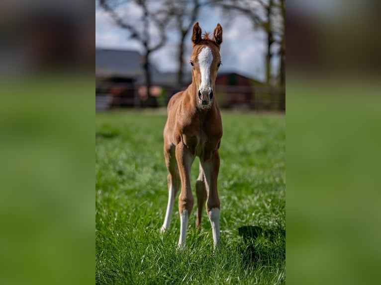 Hanovrien Étalon 1 Année 168 cm Alezan in Hamersen