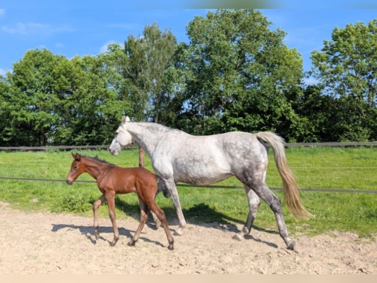 Hanovrien Étalon 1 Année 168 cm Bai in Bad Bentheim